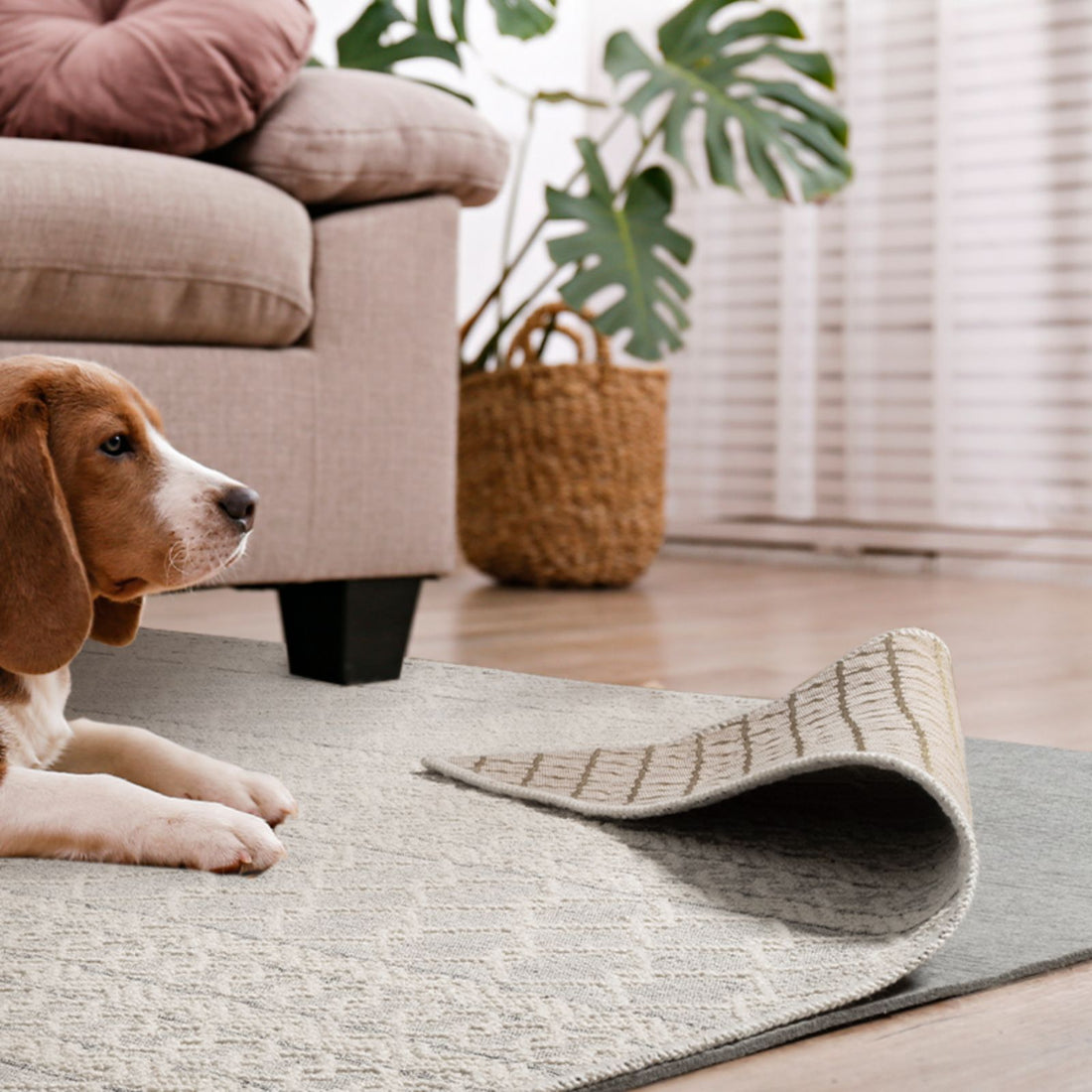 Dog enjoys its time on a soft area rug with a MontVoo Rugs rug pad under it.