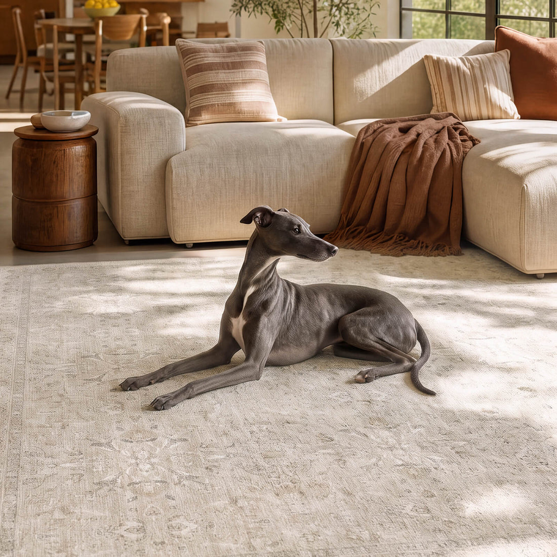 An ivory neutral washable vintage rug with a soft distressed pattern creates a pet friendly living room space with a greyhound dog, cream sofa, warm textiles, and easy-care everyday comfort.