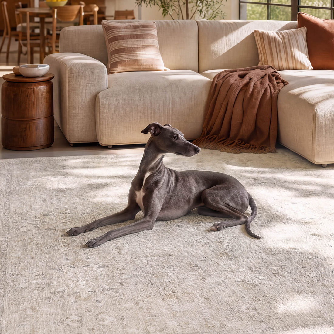 A neutral vintage washable area rug with a soft distressed pattern creates a cozy dog friendly living room space with a cream sofa, warm textiles, natural sunlight, and easy-care everyday comfort.